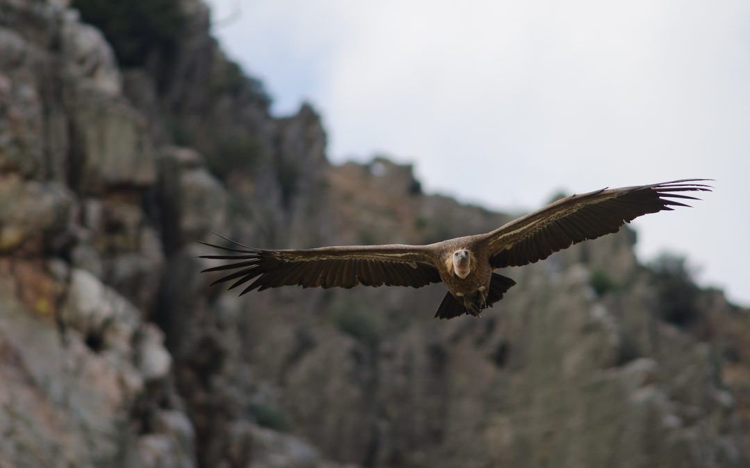 Monfragüe: Un Paraíso Alado para el Turismo Ornitológico